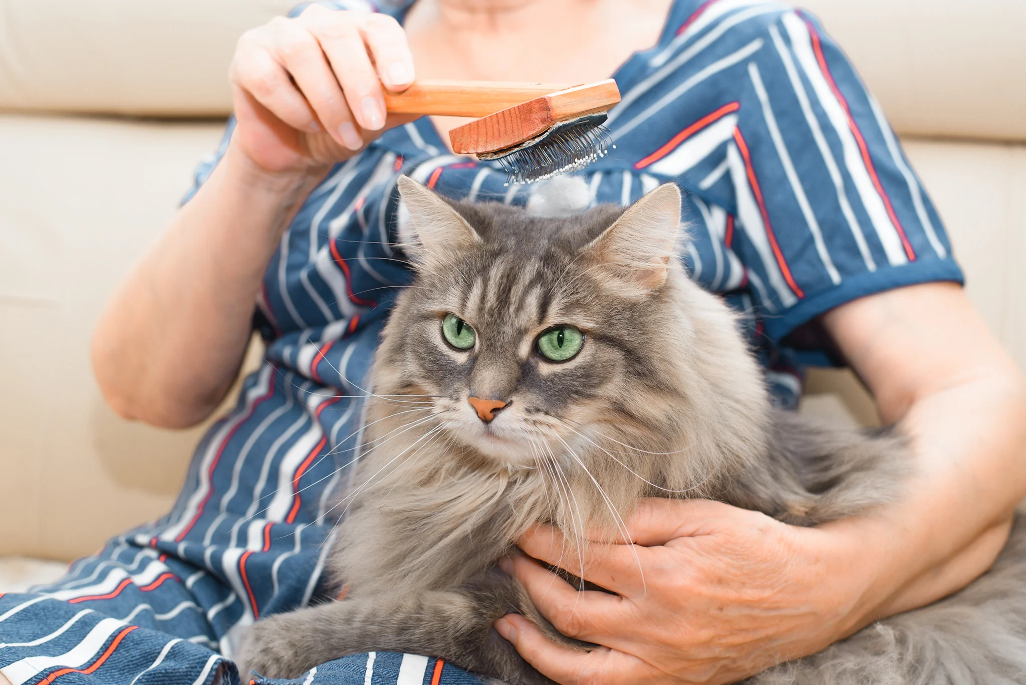 Senior woman combing her long-haired cat